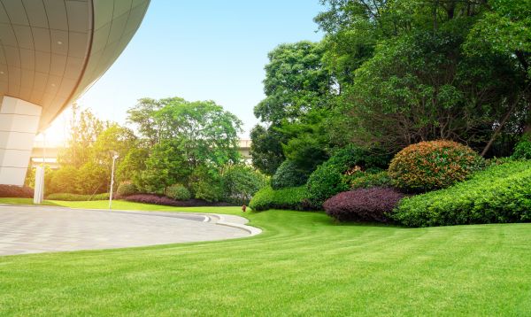 Commercial Shrub Trimming in Louisville