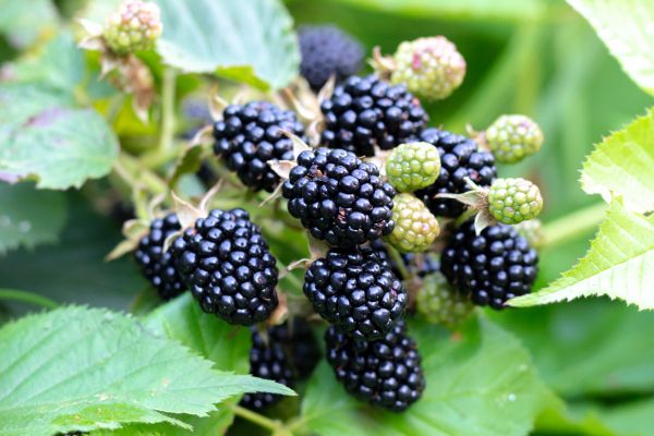 Blackberry Bush Removal in Louisville