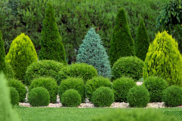 Bush Shaping Service in Louisville
