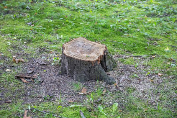 Bush Stump Removal in Louisville