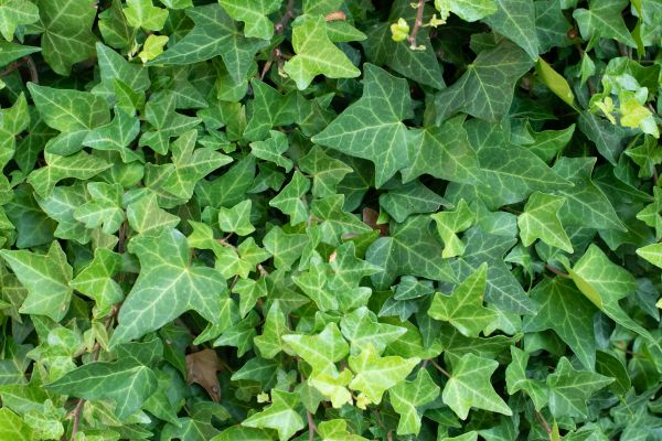 English Ivy Removal in Louisville