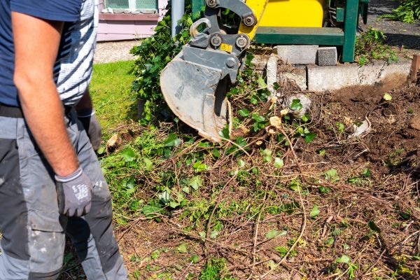 Hedge Removal Service in Louisville