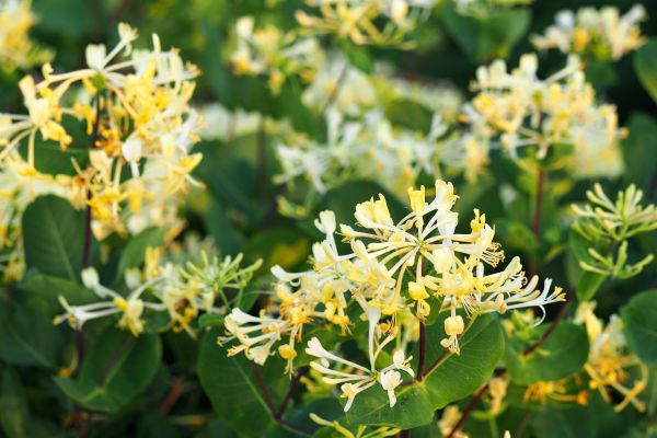 Honeysuckle Removal in Louisville