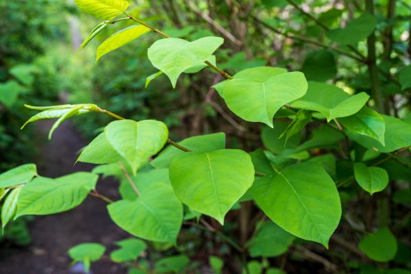 Invasive Plant Removal in Louisville