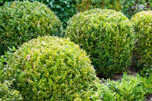 Landscape Trimming Service in Louisville