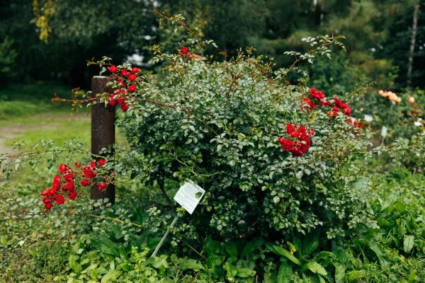 Rose Bush Removal in Louisville