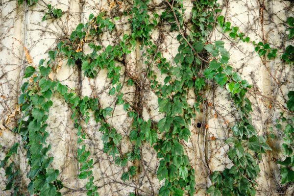 Vine Removal Service in Louisville