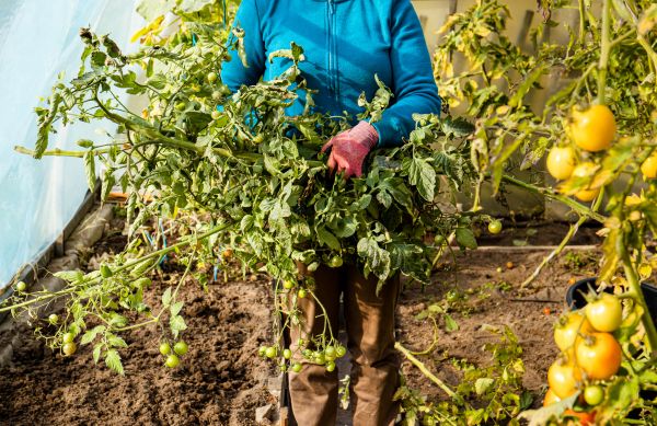 Garden Plant Removal in Louisville