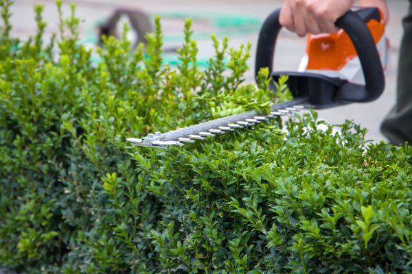 Hedge Shearing in Louisville