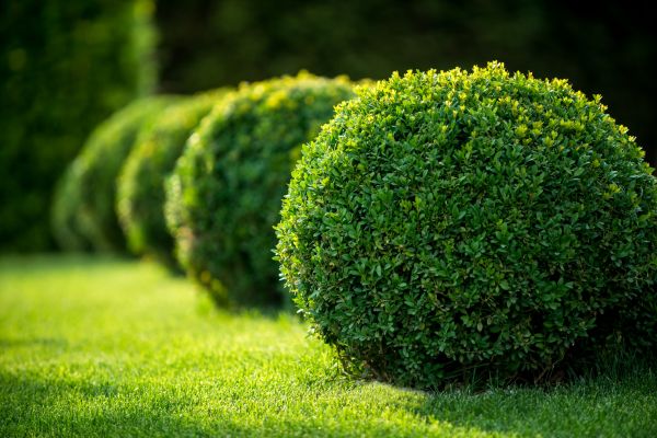 Bush Pruning in Louisville