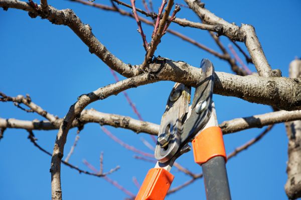 Selective Pruning in Louisville