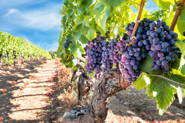 Grapevine Pruning in Louisville