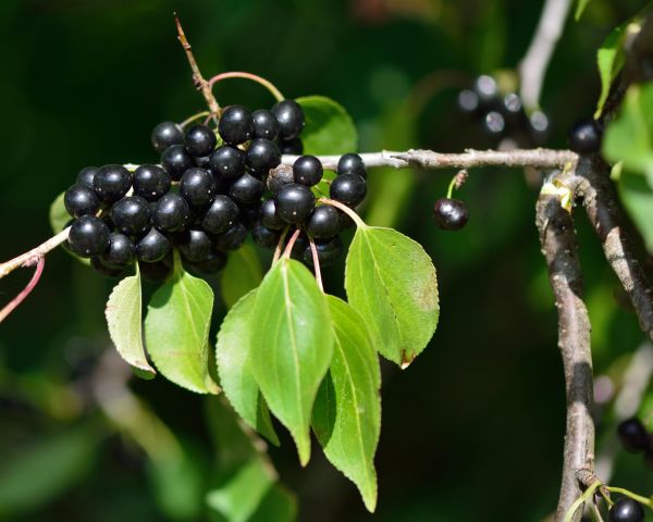 Buckthorn Removal in Louisville