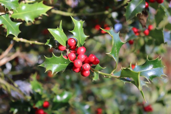 Holly Tree Trimming in Louisville