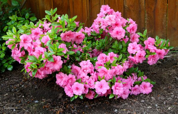 Azaleas Removal in Louisville