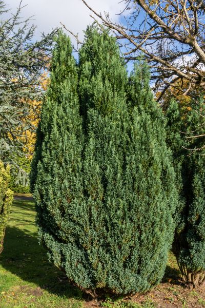 Juniper Trimming in Louisville