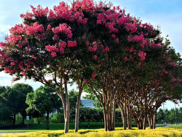 Crepe Myrtle Pruning in Louisville