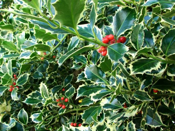 Holly Bushes Trimming in Louisville
