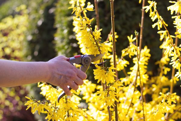 Forsythia Pruning in Louisville