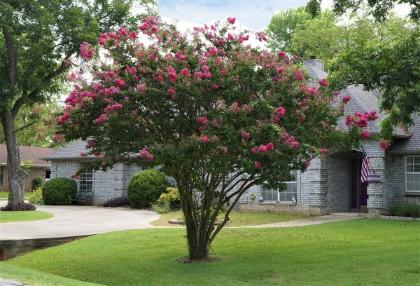 Crepe Myrtle Trimming in Louisville