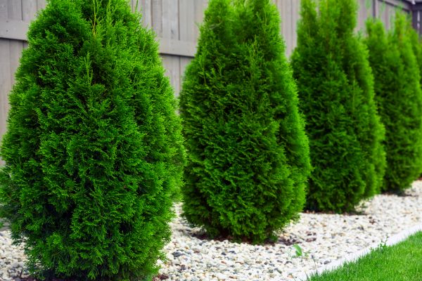 Arborvitae Removal in Louisville