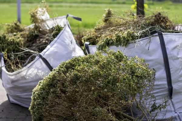 Shrubs Removal in Louisville