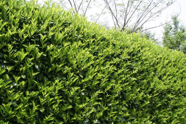 Laurel Shrub Removal in Louisville