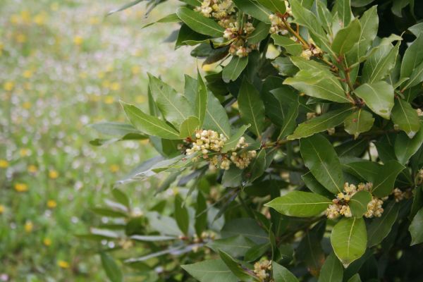 Laurel Trimming in Louisville