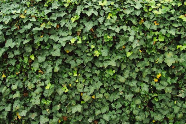 Ivy Pruning service in Louisville