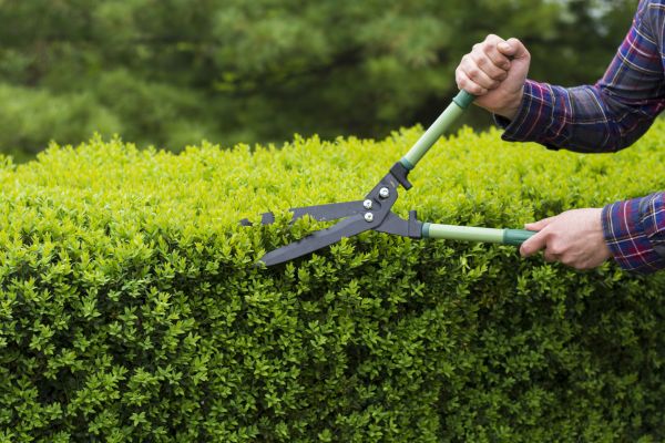 Evergreen Shrub Pruning in Louisville