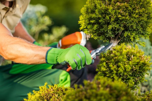 Landscape Pruning Service in Louisville