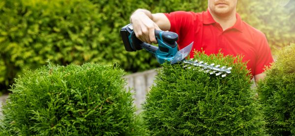 Hedge Shaping Service in Louisville
