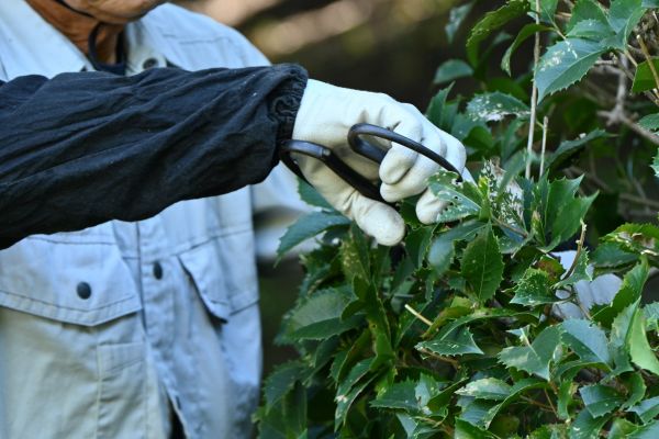 Holly Pruning in Louisville