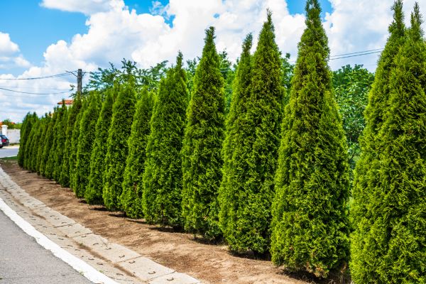 Arborvitae Shearing in Louisville