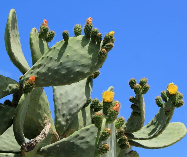 Cactus Removal in Louisville