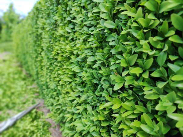 Boxwood Pruning in Louisville