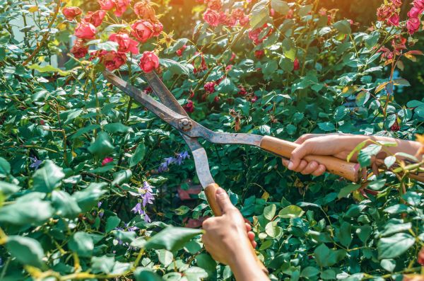 Knockout Roses Pruning in Louisville
