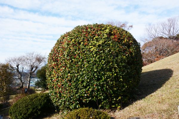Holly Shrub Pruning in Louisville