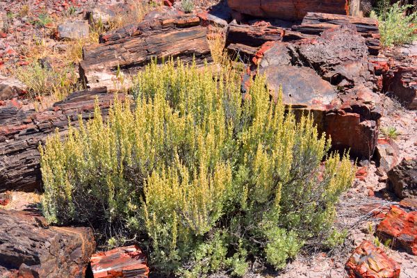 Sagebrush Removal in Louisville