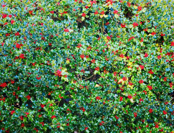 Holly Bush Removal in Louisville