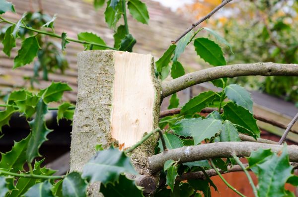 Holly Tree Removal in Louisville