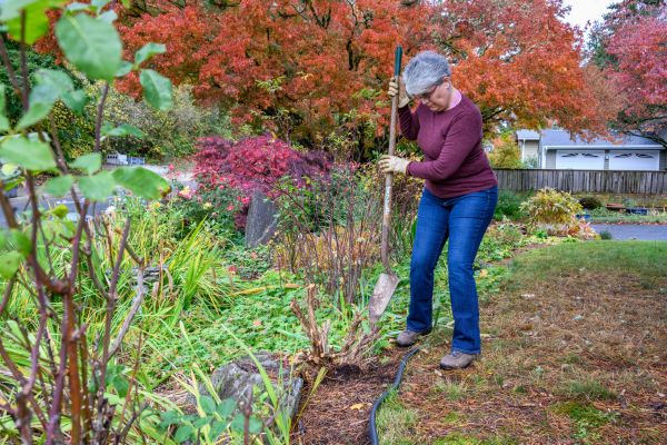 Dead Bush Removal in Louisville