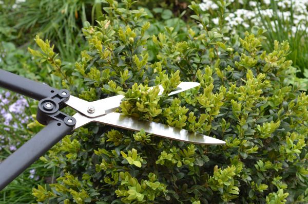 Boxwood Trimming in Louisville