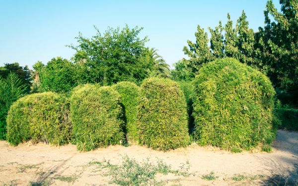 Bamboo Hedge Removal in Louisville