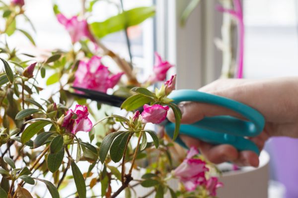 Azalea Pruning in Louisville