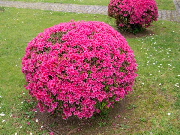 Rhododendron Pruning in Louisville