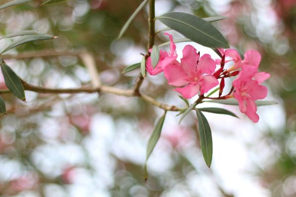 Oleander Removal in Louisville