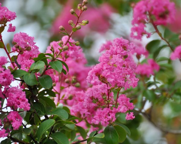Crepe Myrtle Removal in Louisville