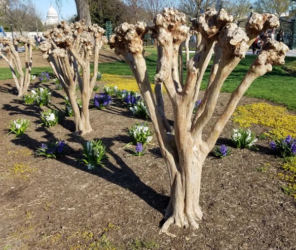 Myrtle Tree Removal in Louisville