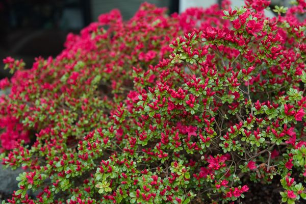 Weigela Removal Service in Louisville